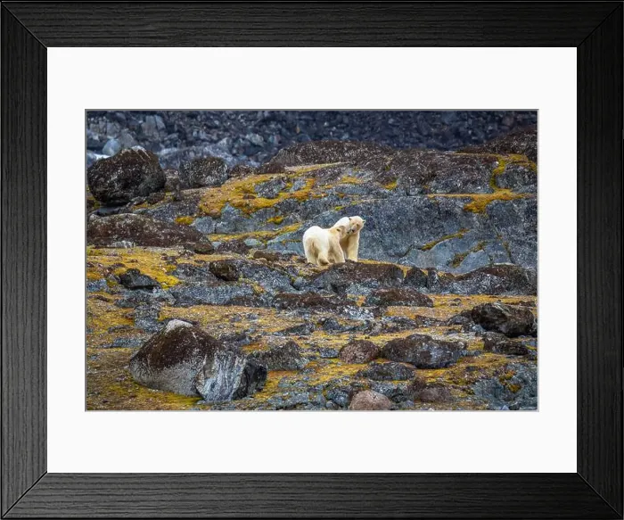Framed Print : observe Polar Bears in the Magdalensfjorden on Svalbard Framed Print : observe Polar Bears in the Magdalensfjorden on Svalbard