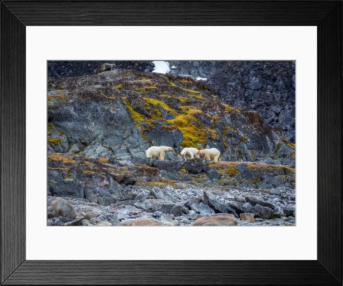 Framed Print : observe Polar Bears in the Magdalensfjorden on Svalbard Framed Print : observe Polar Bears in the Magdalensfjorden on Svalbard