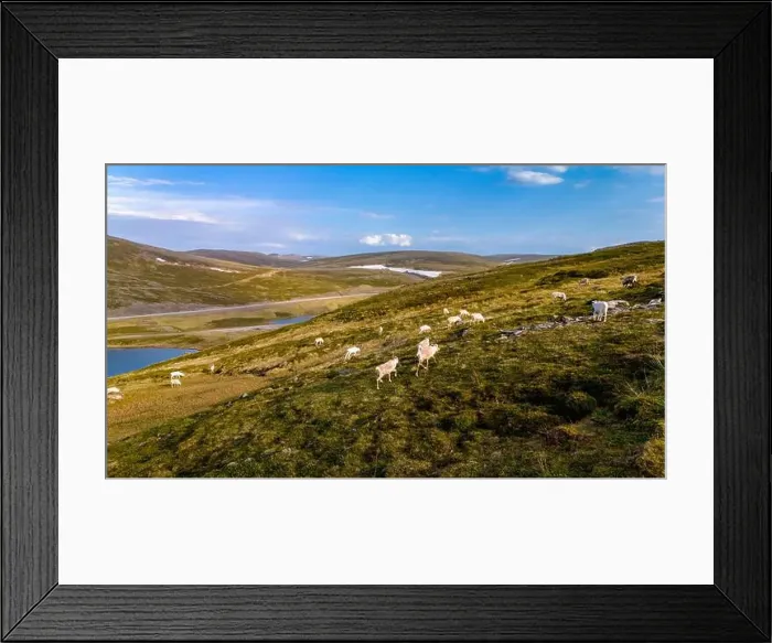 Framed Print : Reindeer Grazing in Norway's Scenic Highlands, North Cape or Nordkapp, Norway Framed Print : Reindeer Grazing in Norway's Scenic Highlands, North Cape or Nordkapp, Norway