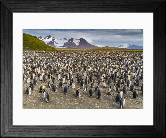 Framed Print : King penguins (Aptenodytes patagonicus) at breeding and nesting colony at Salisbury Plain in the Bay of Isles Framed Print : King penguins (Aptenodytes patagonicus) at breeding and nesting colony at Salisbury Plain in the Bay of Isles