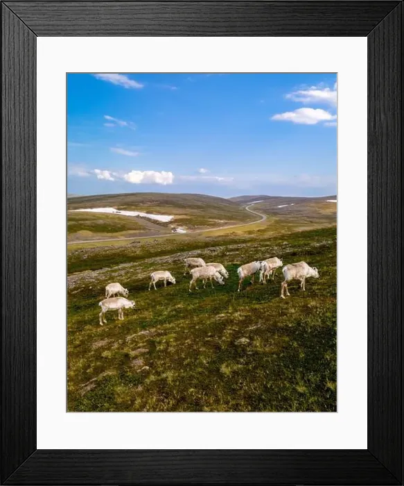 Framed Print : Reindeer Grazing in the Norwegian Wilderness, North Cape or Nordkapp, Norway Framed Print : Reindeer Grazing in the Norwegian Wilderness, North Cape or Nordkapp, Norway