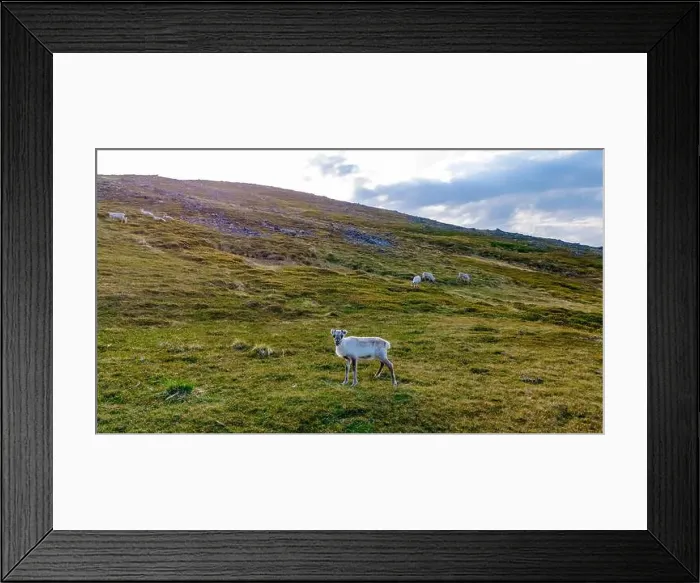 Framed Print : Reindeer Grazing on a Norwegian Hillside, North Cape or Nordkapp, Norway Framed Print : Reindeer Grazing on a Norwegian Hillside, North Cape or Nordkapp, Norway
