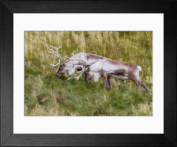 Framed Print : Adult bull introduced reindeer (Rangifer tarandus) before eradication in Stromness Bay, South Georgia, Polar Regions Framed Print : Adult bull introduced reindeer (Rangifer tarandus) before eradication in Stromness Bay, South Georgia, Polar Regions