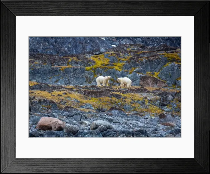Framed Print : observe Polar Bears in the Magdalensfjorden on Svalbard Framed Print : observe Polar Bears in the Magdalensfjorden on Svalbard