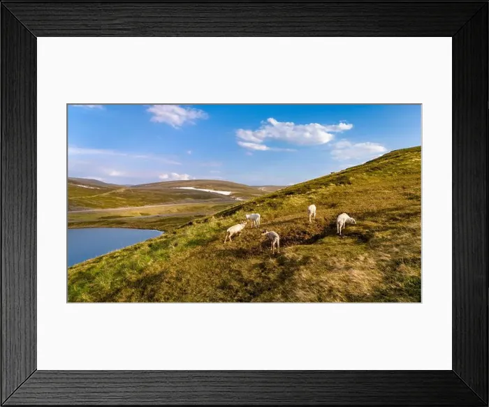 Framed Print : Norwegian Reindeer Grazing on a Hillside Framed Print : Norwegian Reindeer Grazing on a Hillside