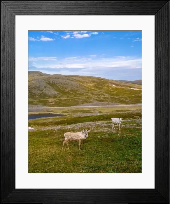 Framed Print : Norwegian Reindeer Graze on a Sunny Day, North Cape or Nordkapp, Norway