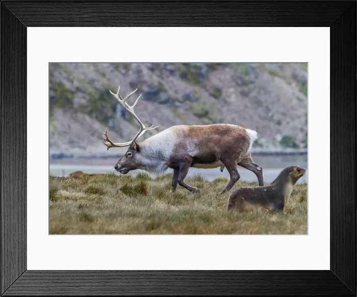 Framed Print : An adult bull introduced reindeer (Rangifer tarandus) before eradication in Stromness Bay, South Georgia, Polar Regions Framed Print : An adult bull introduced reindeer (Rangifer tarandus) before eradication in Stromness Bay, South Georgia, Polar Regions