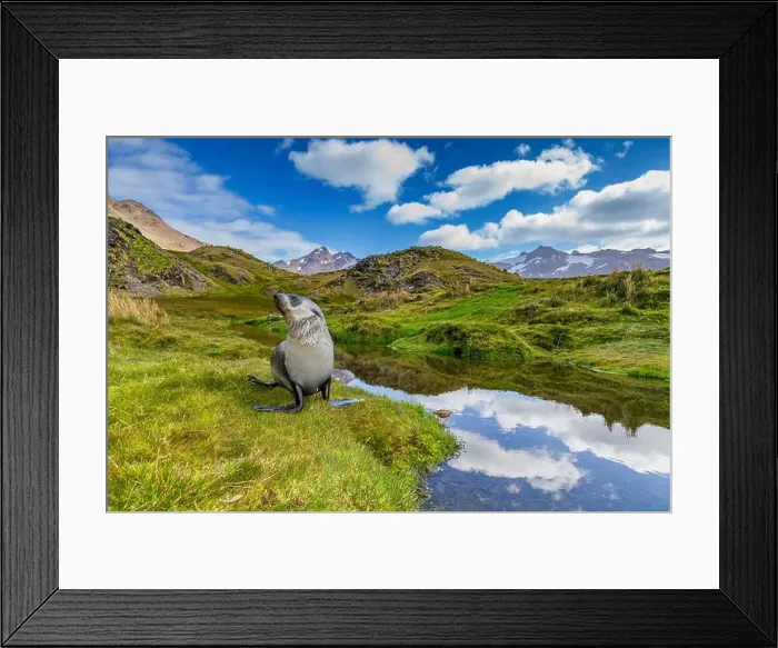 Framed Print : Antarctic fur seal pup (Arctocephalus gazella) near the abandoned whaling station at Stromness Bay on South Georgia Framed Print : Antarctic fur seal pup (Arctocephalus gazella) near the abandoned whaling station at Stromness Bay on South Georgia