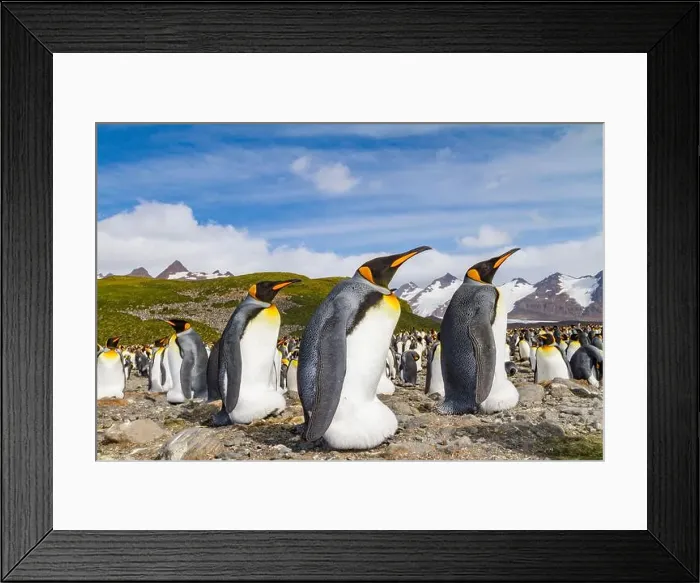 Framed Print : King penguins (Aptenodytes patagonicus) at breeding and nesting colony at Salisbury Plain in the Bay of Isles Framed Print : King penguins (Aptenodytes patagonicus) at breeding and nesting colony at Salisbury Plain in the Bay of Isles