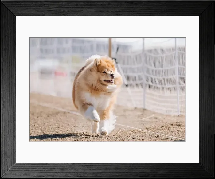 Framed Print : Finnish Lapphund Running Lure Course Sprint Dog Sport Framed Print : Finnish Lapphund Running Lure Course Sprint Dog Sport