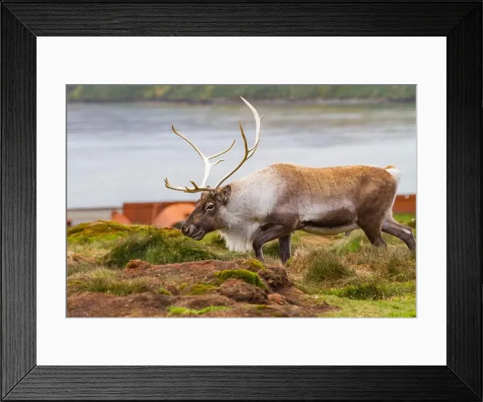 Framed Print : An adult bull introduced reindeer (Rangifer tarandus) before eradication in Stromness Bay, South Georgia, Polar Regions