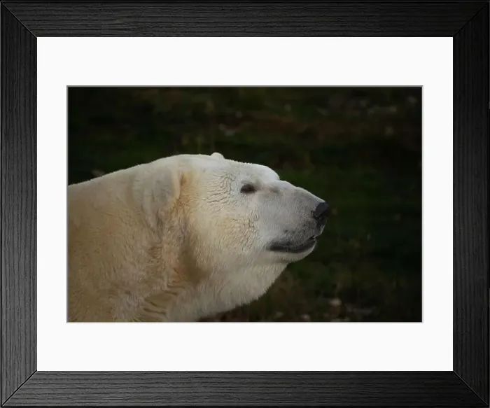 Framed Print : Polar bear. Ursus maritimus. Wild arctic animal Framed Print : Polar bear. Ursus maritimus. Wild arctic animal