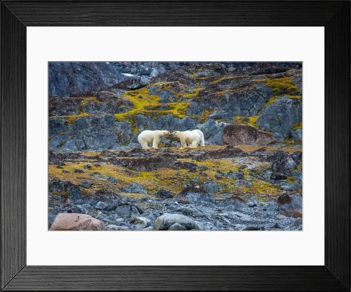 Framed Print : observe Polar Bears in the Magdalensfjorden on Svalbard Framed Print : observe Polar Bears in the Magdalensfjorden on Svalbard
