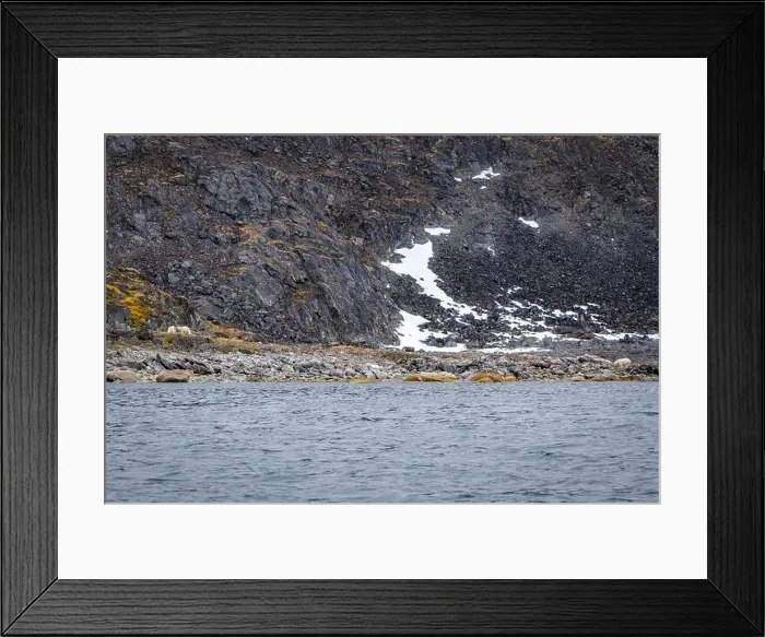 Framed Print : observe Polar Bears in the Magdalensfjorden on Svalbard Framed Print : observe Polar Bears in the Magdalensfjorden on Svalbard