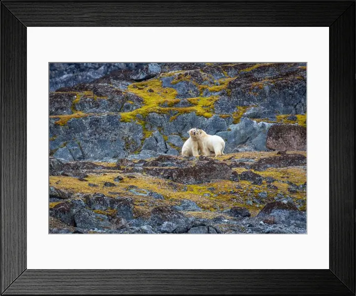 Framed Print : observe Polar Bears in the Magdalensfjorden on Svalbard Framed Print : observe Polar Bears in the Magdalensfjorden on Svalbard