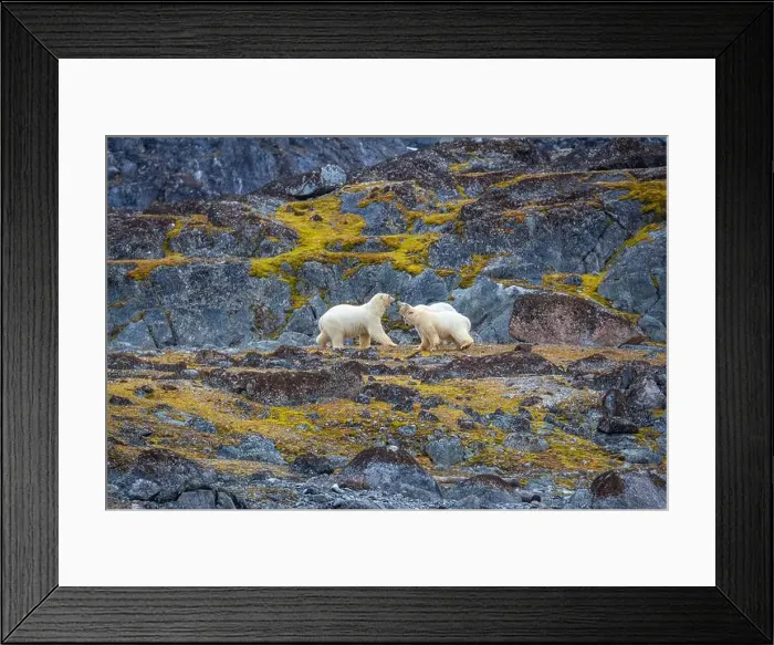 Framed Print : observe Polar Bears in the Magdalensfjorden on Svalbard Framed Print : observe Polar Bears in the Magdalensfjorden on Svalbard