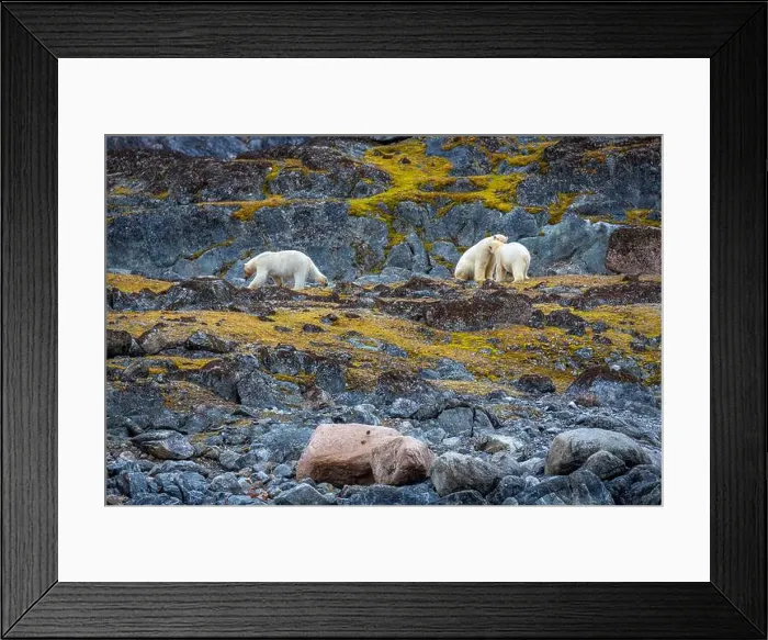 Framed Print : observe Polar Bears in the Magdalensfjorden on Svalbard Framed Print : observe Polar Bears in the Magdalensfjorden on Svalbard