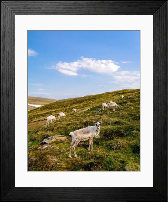 Framed Print : Reindeer Grazing in the Norwegian Highlands, North Cape, Nordkapp, Norway Framed Print : Reindeer Grazing in the Norwegian Highlands, North Cape, Nordkapp, Norway