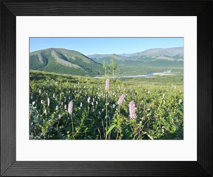 Framed Print : Polar Ural Mountains, Sob River Valley. Summer mountain landscape of the north of Russia Framed Print : Polar Ural Mountains, Sob River Valley. Summer mountain landscape of the north of Russia