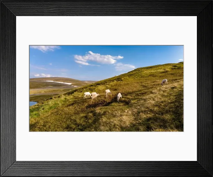 Framed Print : Reindeer Grazing on a Norwegian Hillside, North Cape, Nordkapp, Norway Framed Print : Reindeer Grazing on a Norwegian Hillside, North Cape, Nordkapp, Norway