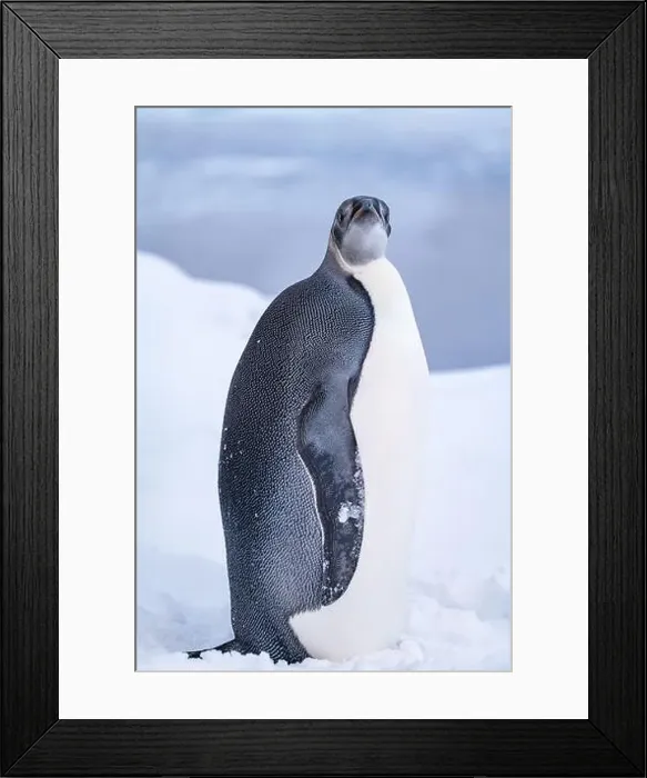 Framed Print : Emperor Penguin in Antarctica. South Pole Framed Print : Emperor Penguin in Antarctica. South Pole