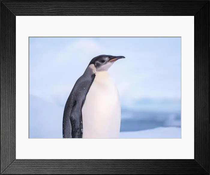 Framed Print : Emperor Penguin in Antarctica. South Pole Framed Print : Emperor Penguin in Antarctica. South Pole
