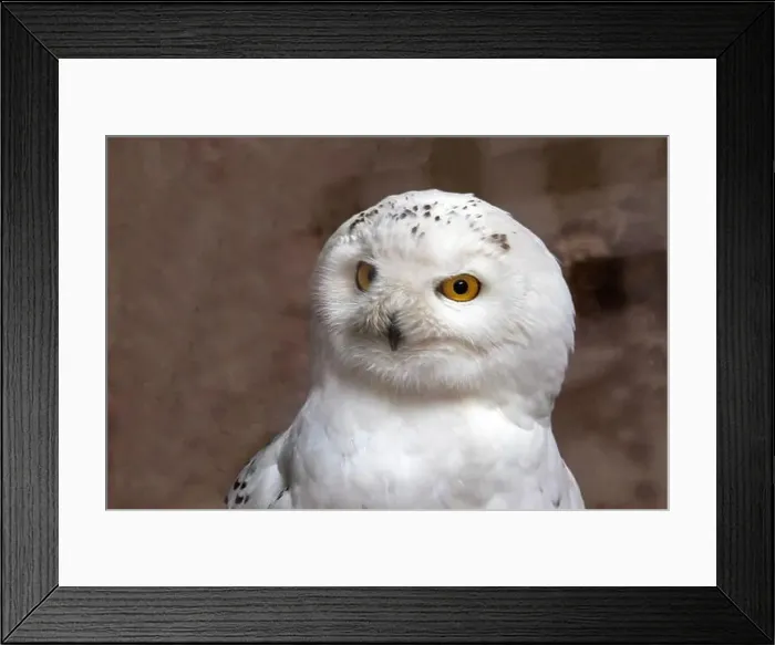 Framed Print : Portrait of a snowy owl from the front