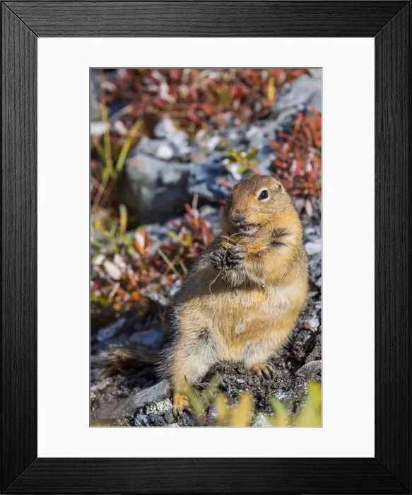 Framed Print : Arctic Ground Squirrel in Autumn in Denali National Park Alaska Framed Print : Arctic Ground Squirrel in Autumn in Denali National Park Alaska