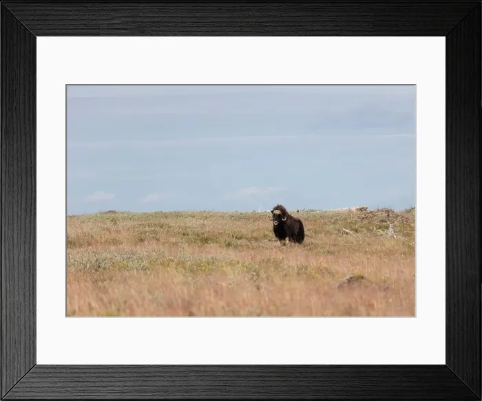 Framed Print : Male muskox in tundra. Republic of Sakha, Yakutia, Russia