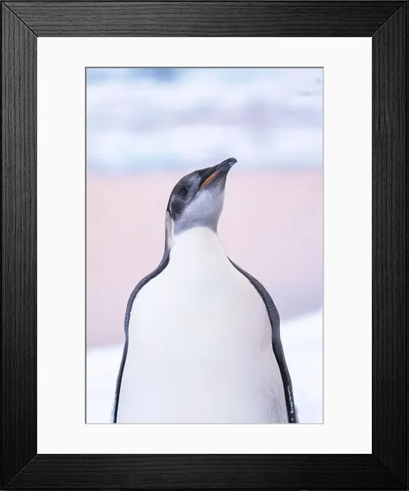 Framed Print : Emperor Penguin in Antarctica. South Pole Framed Print : Emperor Penguin in Antarctica. South Pole