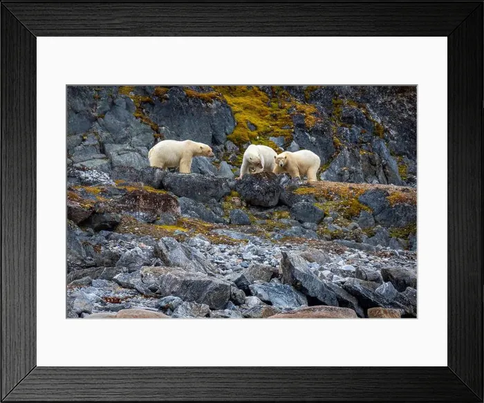 Framed Print : observe Polar Bears in the Magdalensfjorden on Svalbard Framed Print : observe Polar Bears in the Magdalensfjorden on Svalbard