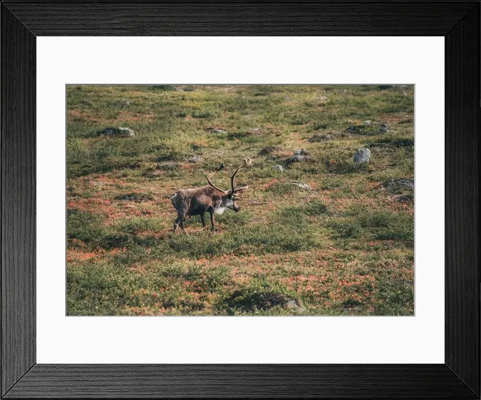 Framed Print : Lonely reindeer