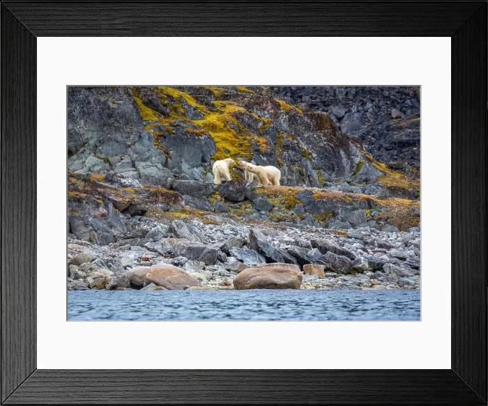 Framed Print : observe Polar Bears in the Magdalensfjorden on Svalbard Framed Print : observe Polar Bears in the Magdalensfjorden on Svalbard