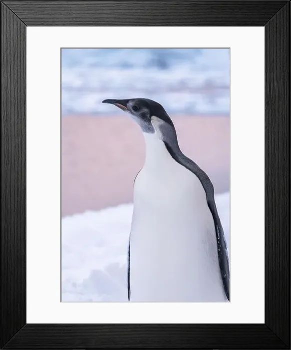 Framed Print : Emperor Penguin in Antarctica. South Pole Framed Print : Emperor Penguin in Antarctica. South Pole