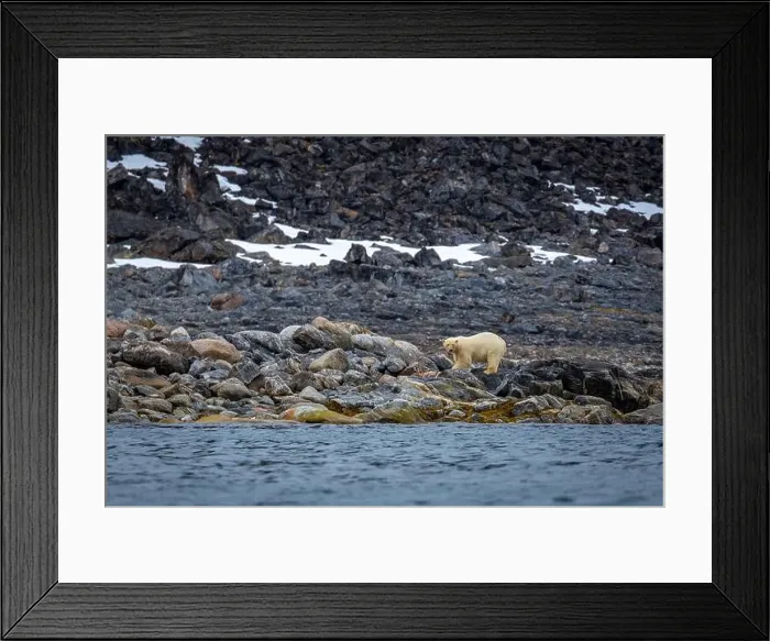Framed Print : observe Polar Bears in the Magdalensfjorden on Svalbard Framed Print : observe Polar Bears in the Magdalensfjorden on Svalbard