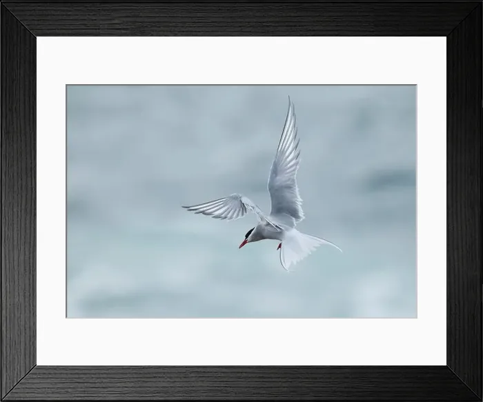 Framed Print : Arctic Tern (Sterna paradisaea) in flight, Orkney, Scotland Framed Print : Arctic Tern (Sterna paradisaea) in flight, Orkney, Scotland