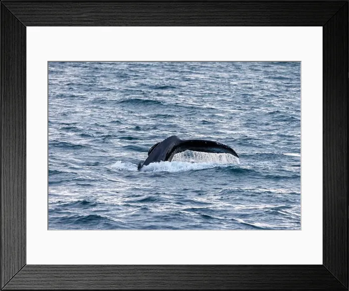 Framed Print : The fluke of a humpback whale, Megaptera novaeangliae Framed Print : The fluke of a humpback whale, Megaptera novaeangliae