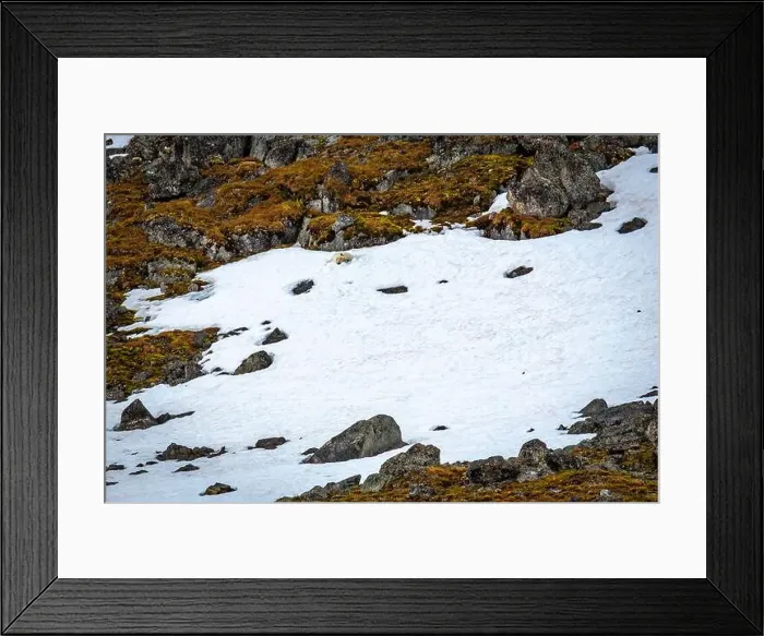 Framed Print : Polar Bears sleeping in a snowfield in the Magdalensfjorden on Svalbard Framed Print : Polar Bears sleeping in a snowfield in the Magdalensfjorden on Svalbard