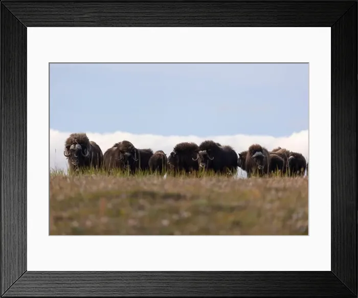 Framed Print : A large herd of musk oxen in the tundra. Republic of Sakha, Yakutia, Russia Framed Print : A large herd of musk oxen in the tundra. Republic of Sakha, Yakutia, Russia
