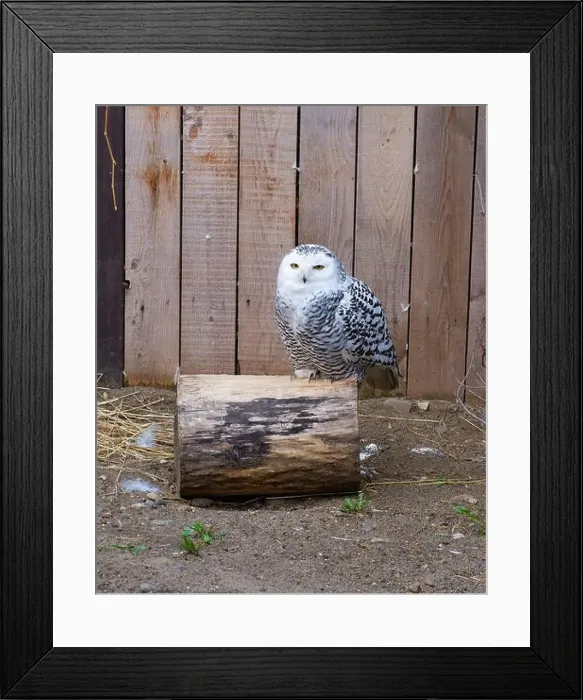 Framed Print : Snowy Owl in the zoo. It inhabits the Arctic tundra and other cold regions of North America and Europe Framed Print : Snowy Owl in the zoo. It inhabits the Arctic tundra and other cold regions of North America and Europe