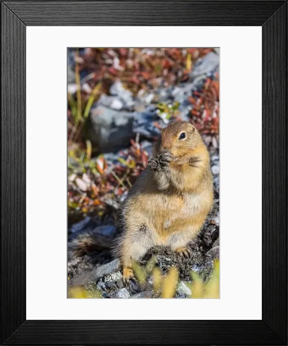 Framed Print : Arctic Ground Squirrel in Autumn in Denali National Park Alaska Framed Print : Arctic Ground Squirrel in Autumn in Denali National Park Alaska