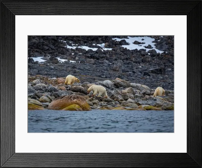 Framed Print : observe Polar Bears in the Magdalensfjorden on Svalbard Framed Print : observe Polar Bears in the Magdalensfjorden on Svalbard