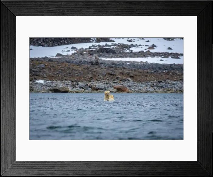Framed Print : Polar Bears are playing in water in the Magdalensfjorden on Svalbard Framed Print : Polar Bears are playing in water in the Magdalensfjorden on Svalbard