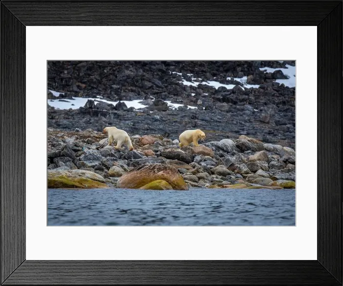 Framed Print : observe Polar Bears in the Magdalensfjorden on Svalbard Framed Print : observe Polar Bears in the Magdalensfjorden on Svalbard