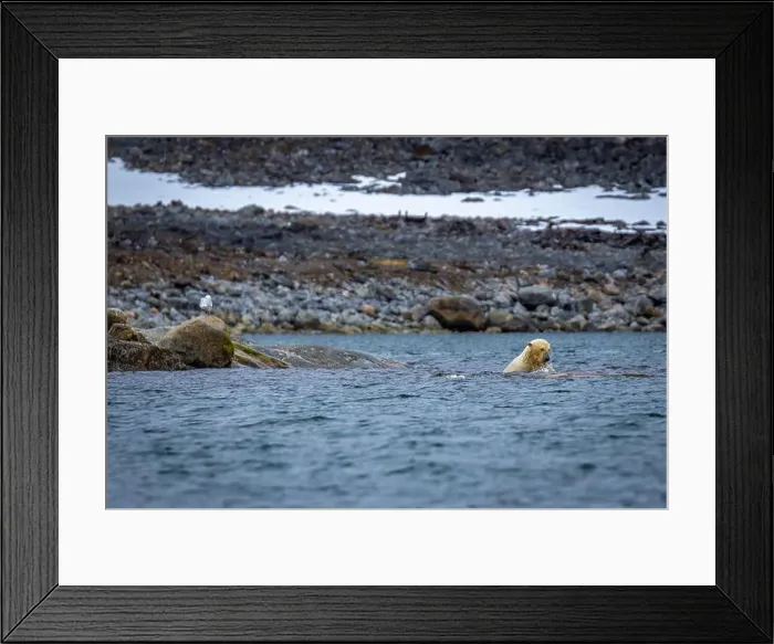 Framed Print : Polar Bears are playing in water in the Magdalensfjorden on Svalbard Framed Print : Polar Bears are playing in water in the Magdalensfjorden on Svalbard