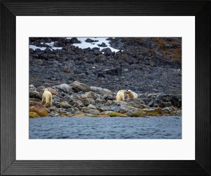 Framed Print : observe Polar Bears in the Magdalensfjorden on Svalbard Framed Print : observe Polar Bears in the Magdalensfjorden on Svalbard