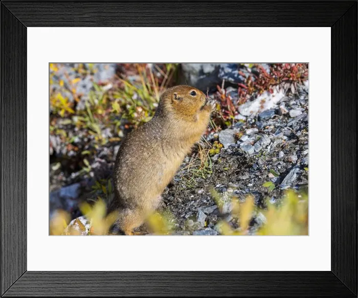 Framed Print : Arctic Ground Squirrel in Autumn in Denali National Park Alaska Framed Print : Arctic Ground Squirrel in Autumn in Denali National Park Alaska