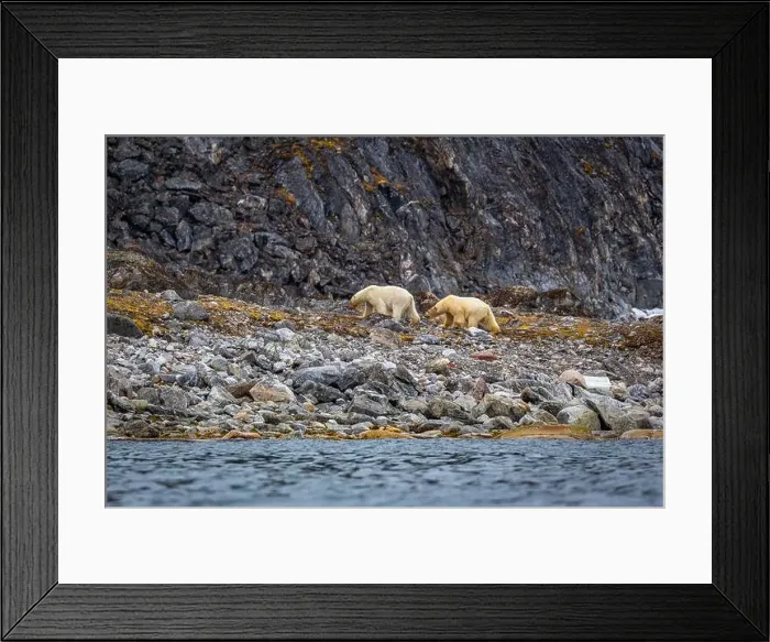 Framed Print : observe Polar Bears in the Magdalensfjorden on Svalbard Framed Print : observe Polar Bears in the Magdalensfjorden on Svalbard
