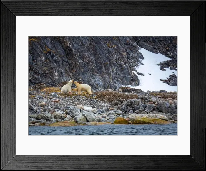 Framed Print : observe Polar Bears in the Magdalensfjorden on Svalbard Framed Print : observe Polar Bears in the Magdalensfjorden on Svalbard