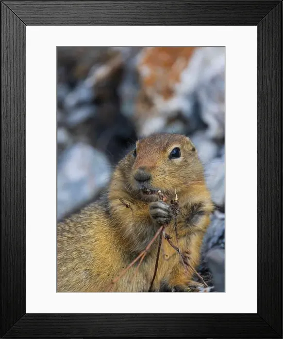 Framed Print : Arctic Ground Squirrel in Autumn in Denali National Park Alaska Framed Print : Arctic Ground Squirrel in Autumn in Denali National Park Alaska
